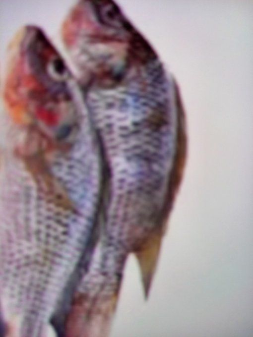TILAPIA  MOYEN 