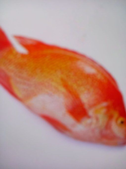 Tilapia Rouge 700-900 g