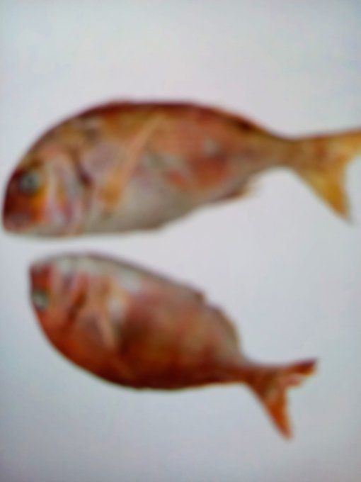 Dorade rose ,400-600 g