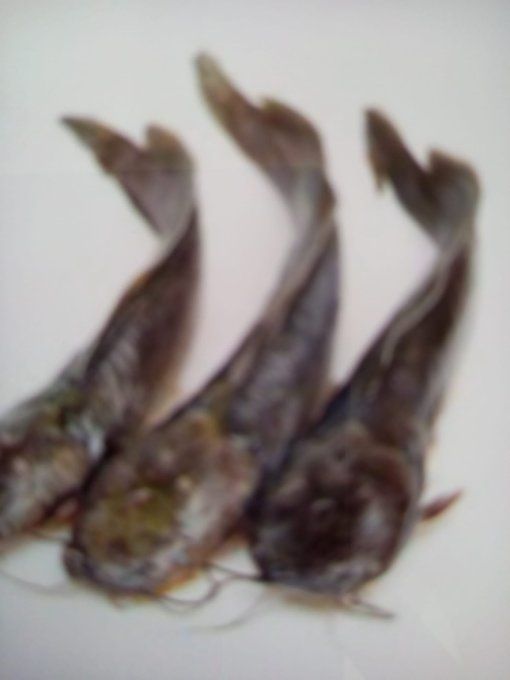 Poisson chat 