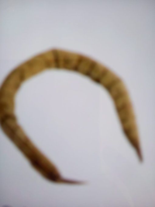 Bobolo  Frais 