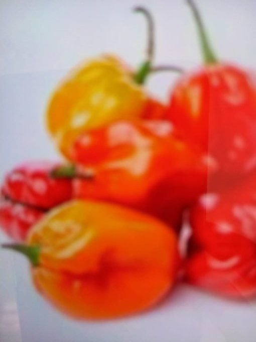 Piment Antillais 