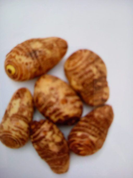 Taro  eddo 