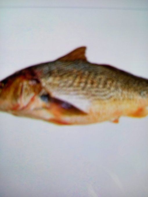 Poisson Capitain Ombrine 