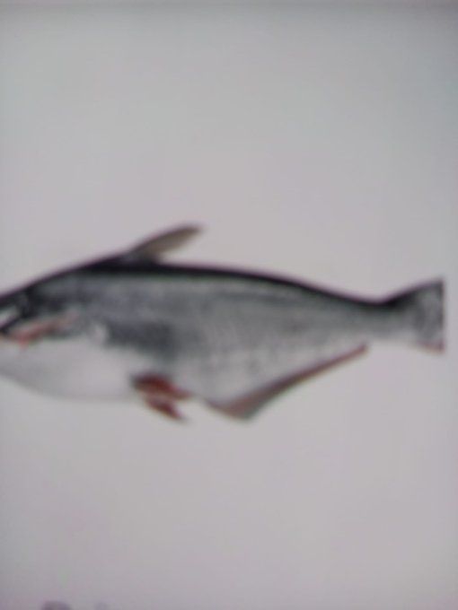 Pangas entier 500-1000g