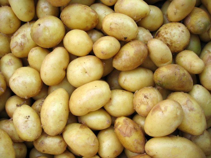 Pommes de terre 