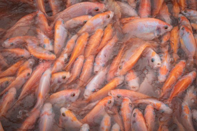 Tilapia rouge v/e